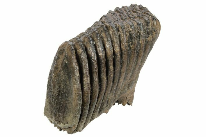 Partial Woolly Mammoth Fossil Molar - Poland #235272